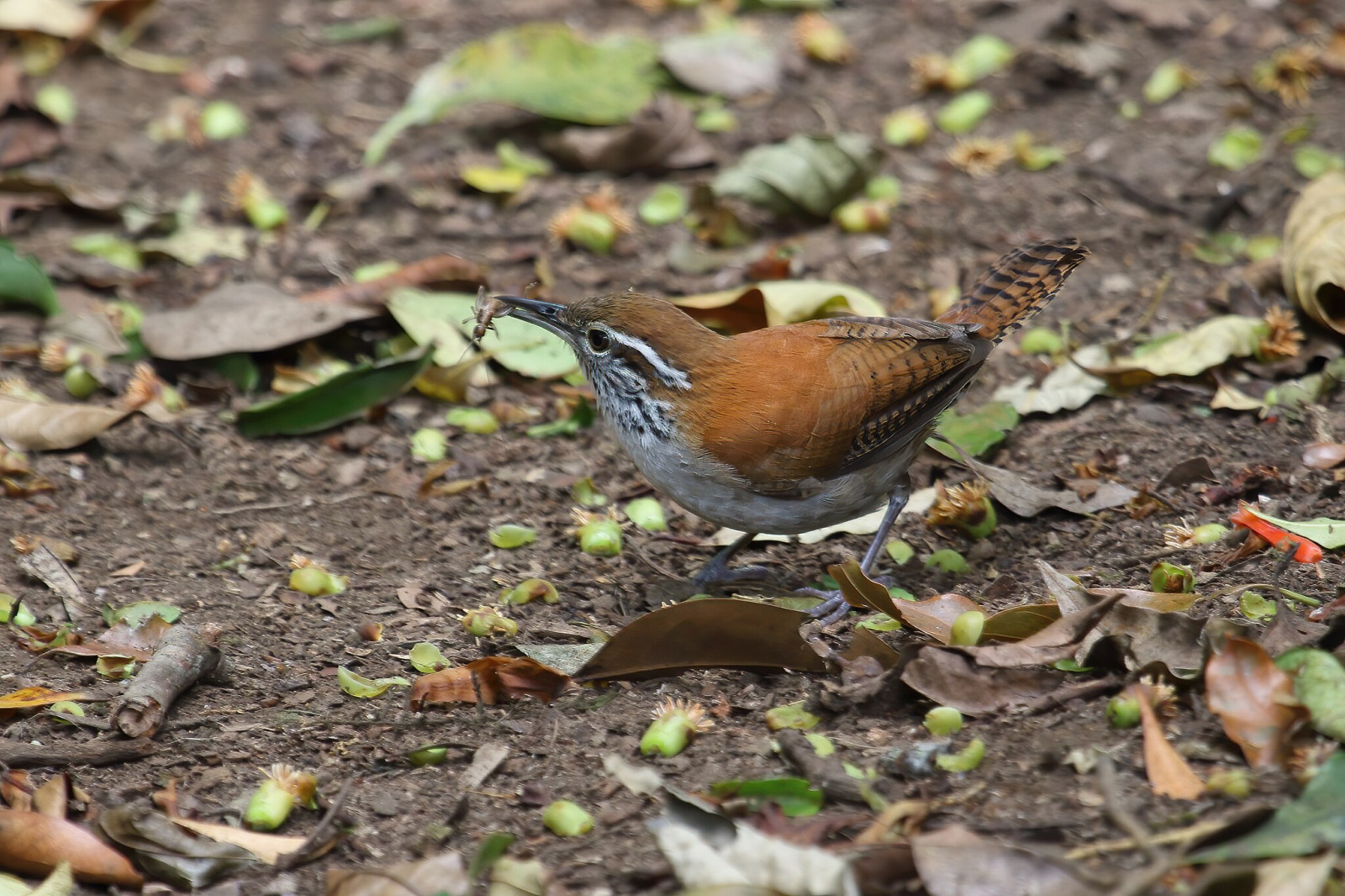 image Rufous-and-white Wren